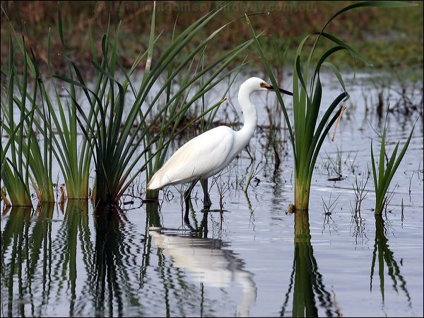 Little Egret little_egret_35783.jpg