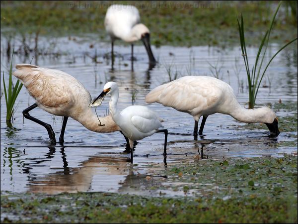 Little Egret little_egret_35789.jpg