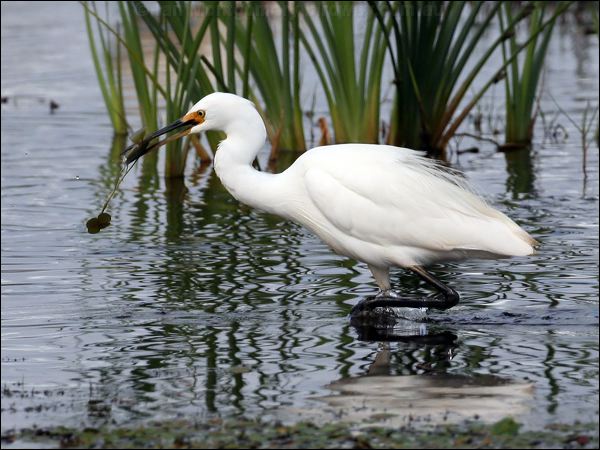 Little Egret little_egret_35792.jpg