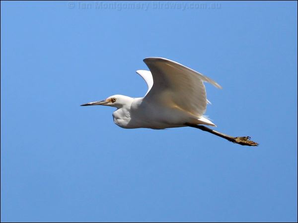 Little Egret little_egret_37598.jpg