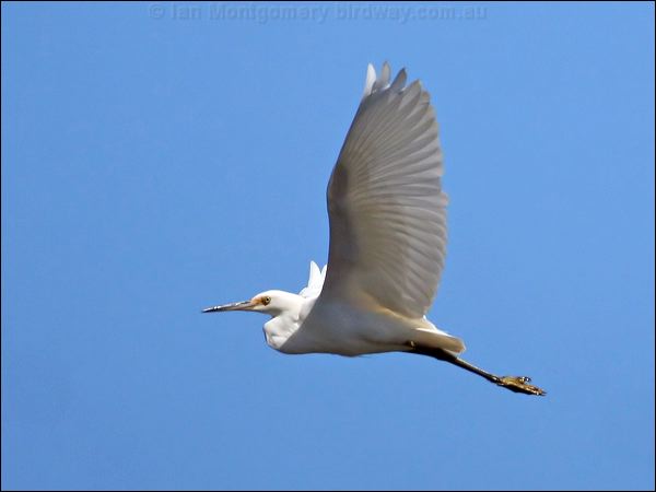 Little Egret little_egret_37599.jpg