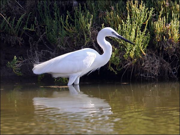Little Egret little_egret_53944.jpg