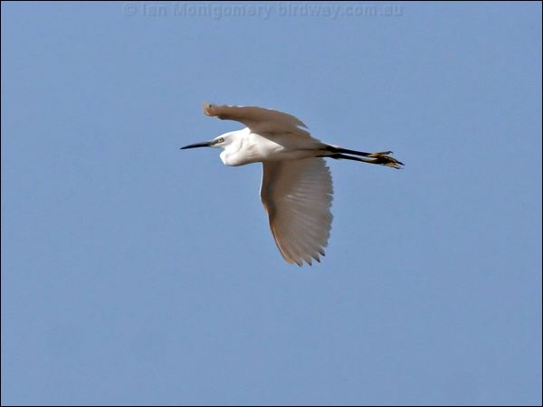 Little Egret little_egret_53949.jpg