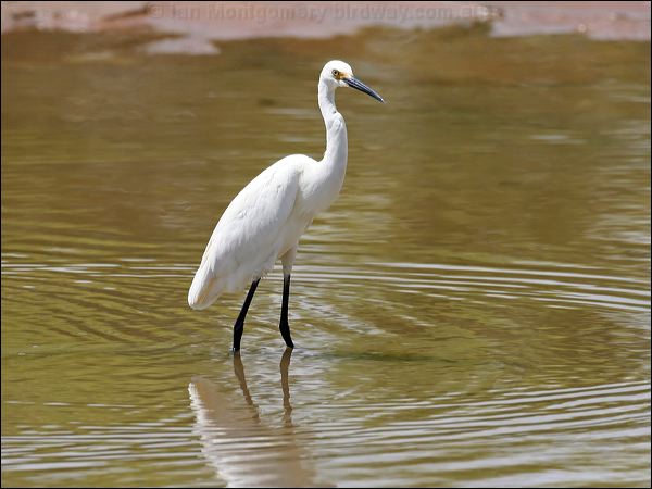 Little Egret little_egret_62969.jpg