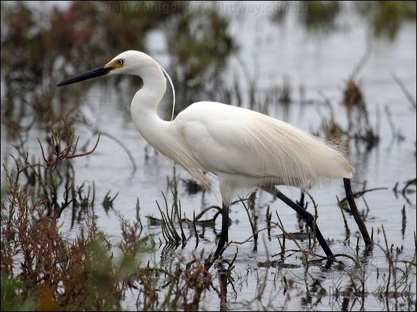 Little Egret little_egret_63791.jpg