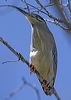 little_heron_009705