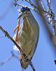 little_heron_009709