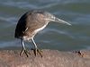 little_heron_015706