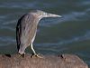 little_heron_015718