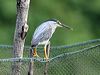 little_heron_056665