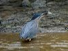 Click here to enter gallery and see photos of Little Heron