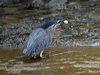 little_heron_314053