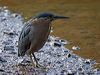 little_heron_316827