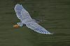 little_heron_316869