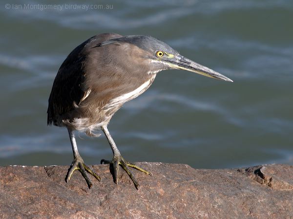 Little Heron little_heron_015706.jpg