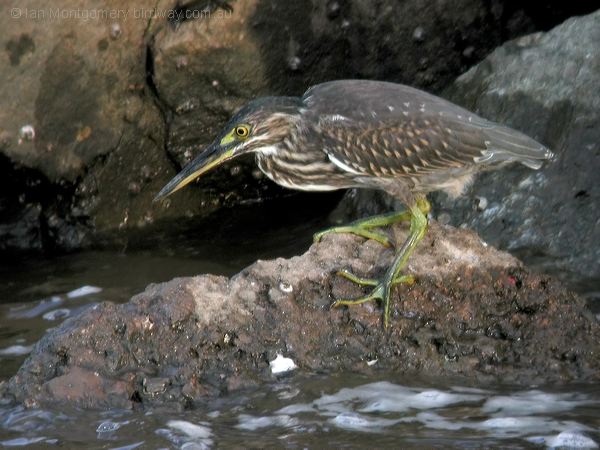 Little Heron little_heron_015896.jpg