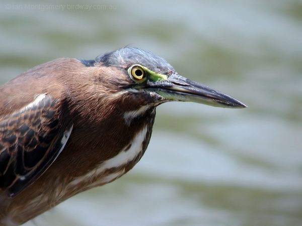 Little Heron little_heron_040520.jpg