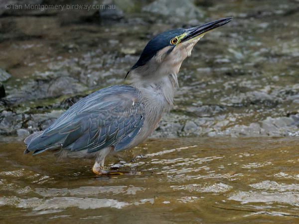 Little Heron little_heron_314071.psd
