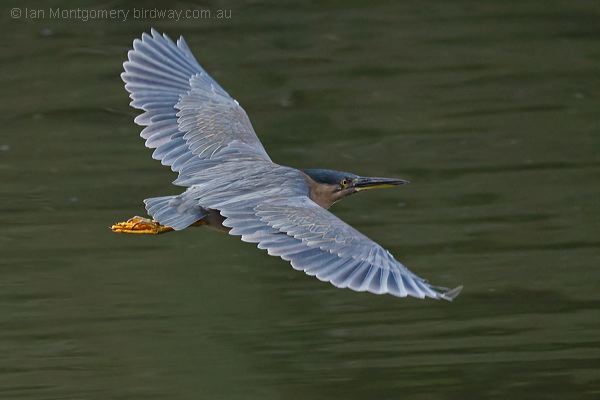 Little Heron little_heron_316869.psd