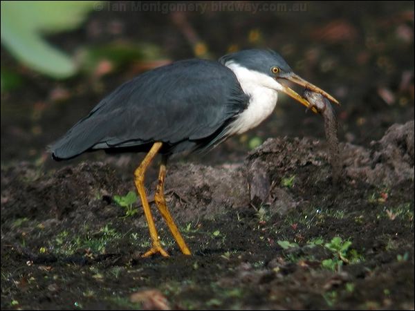 Pied Heron pied_heron_13445.jpg