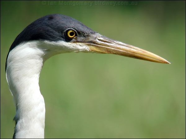 Pied Heron pied_heron_13488.jpg