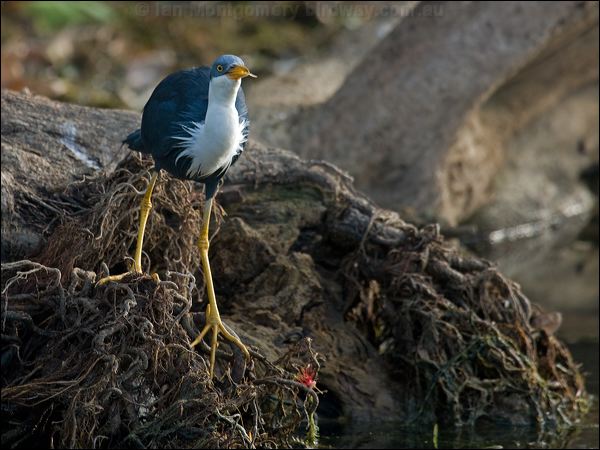 Pied Heron pied_heron_91824.psd