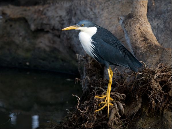 Pied Heron pied_heron_91828.psd