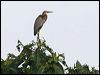 purple_heron_49663
