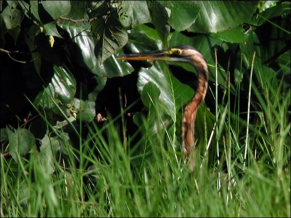 Purple Heron purple_heron_06272.jpg