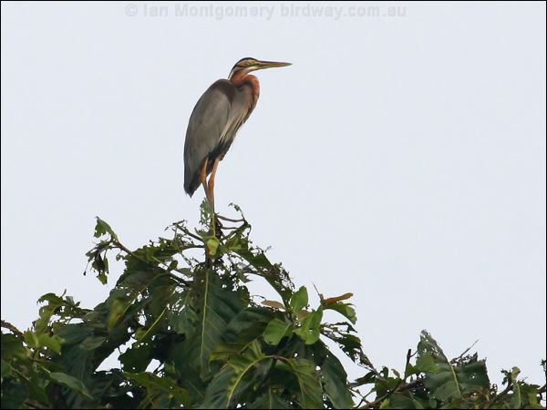Purple Heron purple_heron_49663.jpg