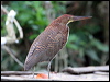 ruf_tiger_heron_26074