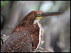 ruf_tiger_heron_26082