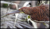 ruf_tiger_heron_26092