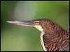 ruf_tiger_heron_26397