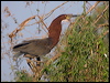 rufesc_tiger_heron_202012