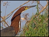 rufesc_tiger_heron_202022