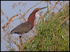 rufesc_tiger_heron_202028