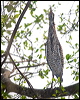 rufesc_tiger_heron_205013