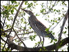 rufesc_tiger_heron_205014