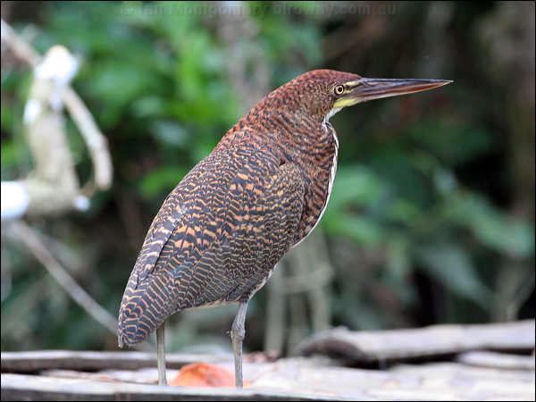 Rufescent Tiger Heron ruf_tiger_heron_26074.jpg