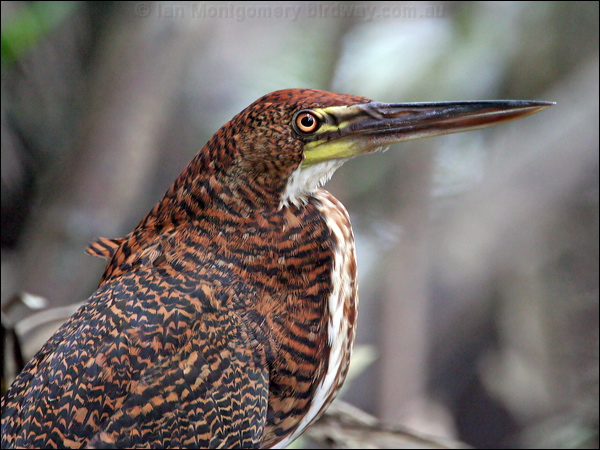 Rufescent Tiger Heron ruf_tiger_heron_26082.jpg