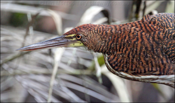 Rufescent Tiger Heron ruf_tiger_heron_26092.jpg