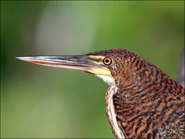 Rufescent Tiger Heron ruf_tiger_heron_26397.jpg