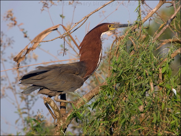 Rufescent Tiger Heron rufesc_tiger_heron_202012.psd