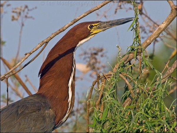 Rufescent Tiger Heron rufesc_tiger_heron_202022.psd