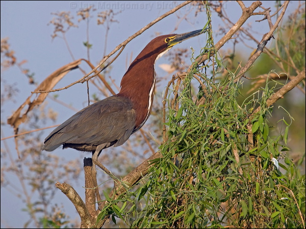 Rufescent Tiger Heron rufesc_tiger_heron_202028.psd
