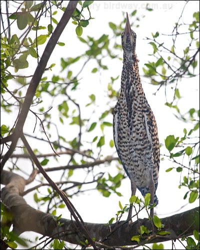 Rufescent Tiger Heron rufesc_tiger_heron_205013.psd