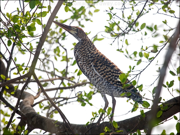 Rufescent Tiger Heron rufesc_tiger_heron_205014.psd