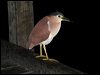 nankeen_night_heron_01721