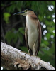 nankeen_night_heron_11593